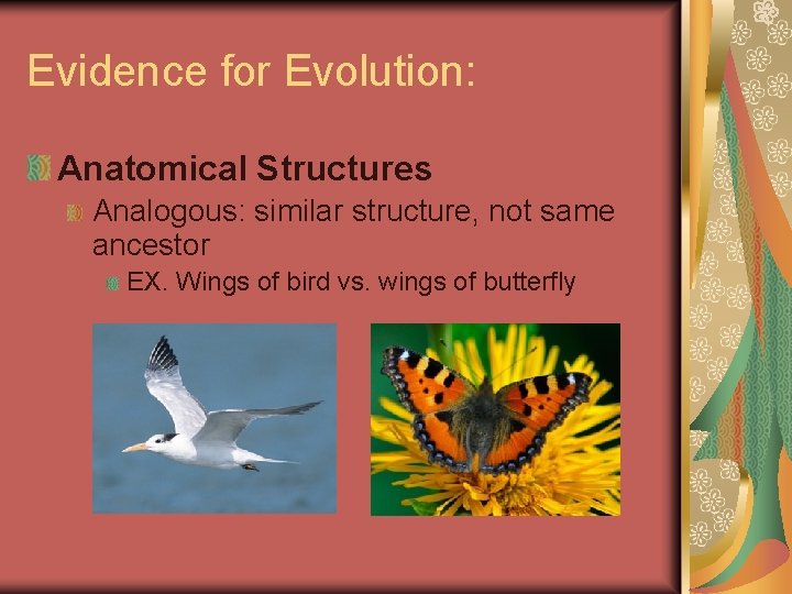 Evidence for Evolution: Anatomical Structures Analogous: similar structure, not same ancestor EX. Wings of