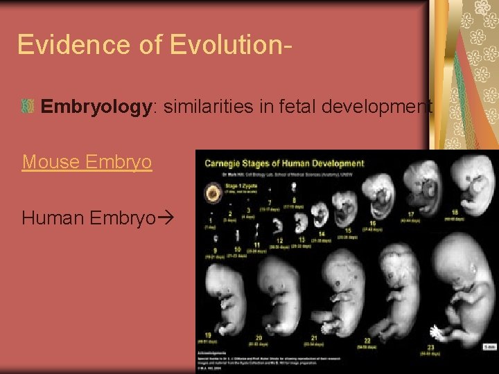 Evidence of Evolution. Embryology: similarities in fetal development Mouse Embryo Human Embryo 