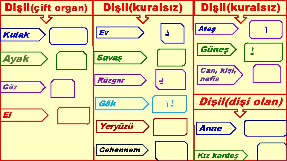 Dişil(çift organ) Kulak Ayak Göz El Dişil(kuralsız) Ev ﺩ Gök Yeryüzü Cehennem Ateş Güneş