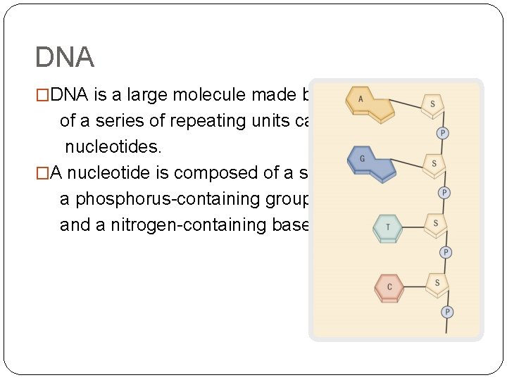 DNA �DNA is a large molecule made by links of a series of repeating