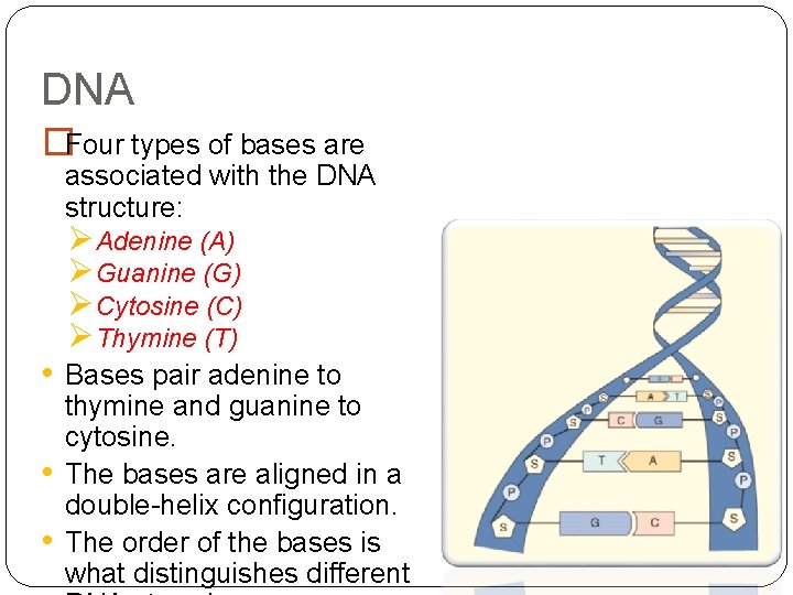 DNA �Four types of bases are associated with the DNA structure: • • •