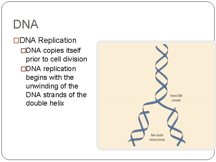 DNA �DNA Replication �DNA copies itself prior to cell division �DNA replication begins with