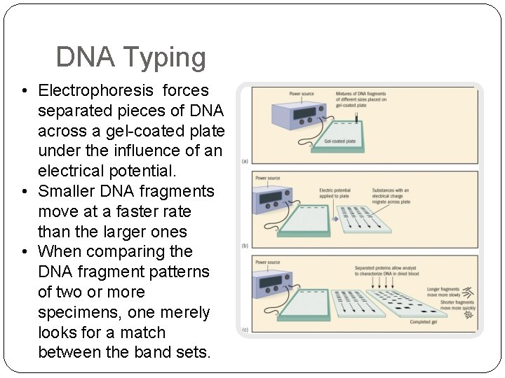 DNA Typing • Electrophoresis forces separated pieces of DNA across a gel-coated plate under