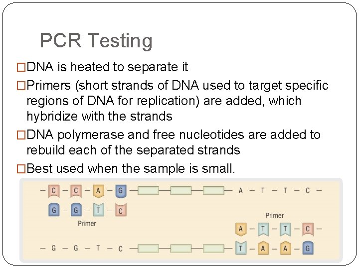 PCR Testing �DNA is heated to separate it �Primers (short strands of DNA used