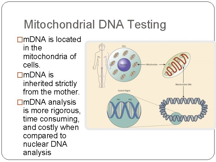 Mitochondrial DNA Testing �m. DNA is located in the mitochondria of cells. �m. DNA