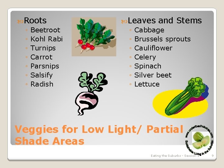  Roots ◦ Beetroot ◦ Kohl Rabi ◦ Turnips ◦ Carrot ◦ Parsnips ◦