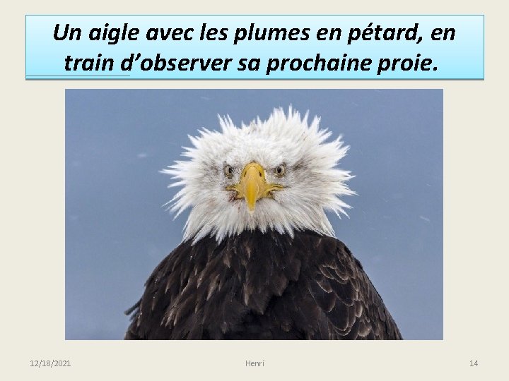 Un aigle avec les plumes en pétard, en train d’observer sa prochaine proie. 12/18/2021