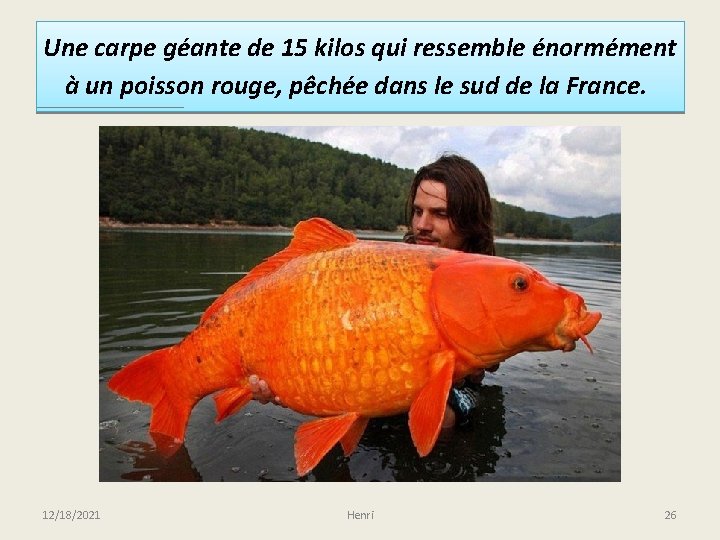 Une carpe géante de 15 kilos qui ressemble énormément à un poisson rouge, pêchée