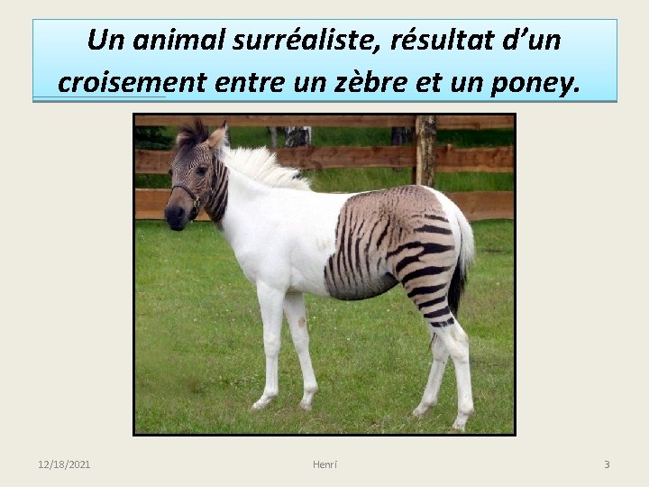 Un animal surréaliste, résultat d’un croisement entre un zèbre et un poney. 12/18/2021 Henri