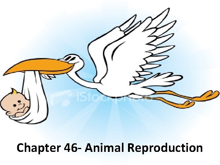 Chapter 46 - Animal Reproduction 