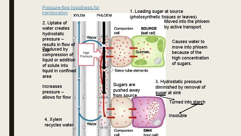Pressure-flow hypothesis for translocation 2. Uptake of water creates hydrostatic pressure – results in