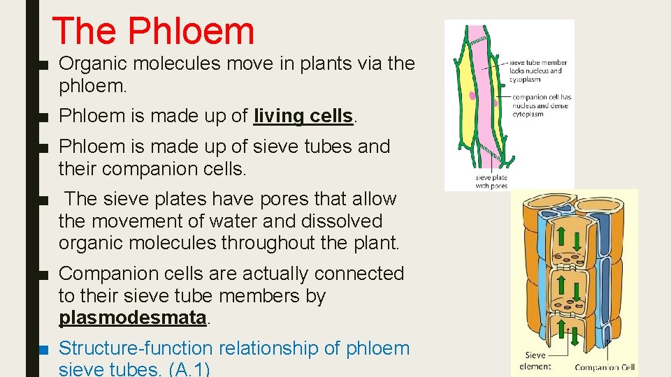The Phloem ■ Organic molecules move in plants via the phloem. ■ Phloem is