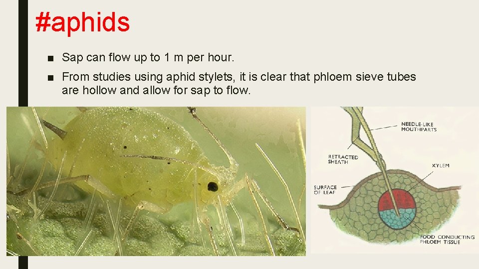 #aphids ■ Sap can flow up to 1 m per hour. ■ From studies