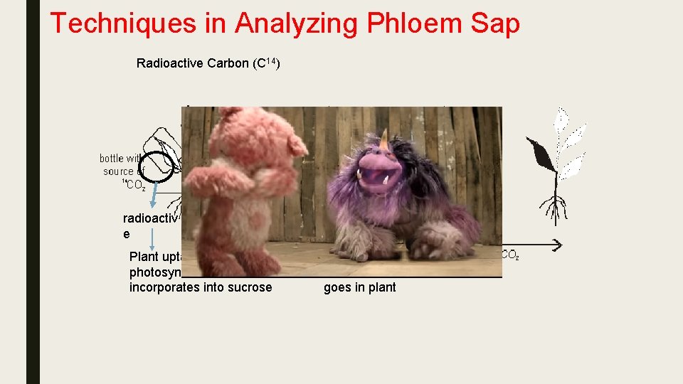 Techniques in Analyzing Phloem Sap Radioactive Carbon (C 14) radioactiv e Plant uptakes during