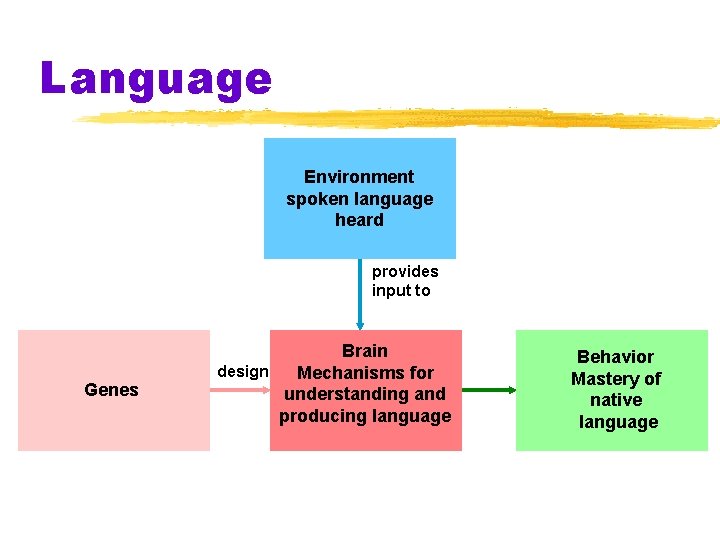 Language Environment spoken language heard provides input to Genes Brain design Mechanisms for understanding Language Environment spoken language heard provides input to Genes Brain design Mechanisms for understanding