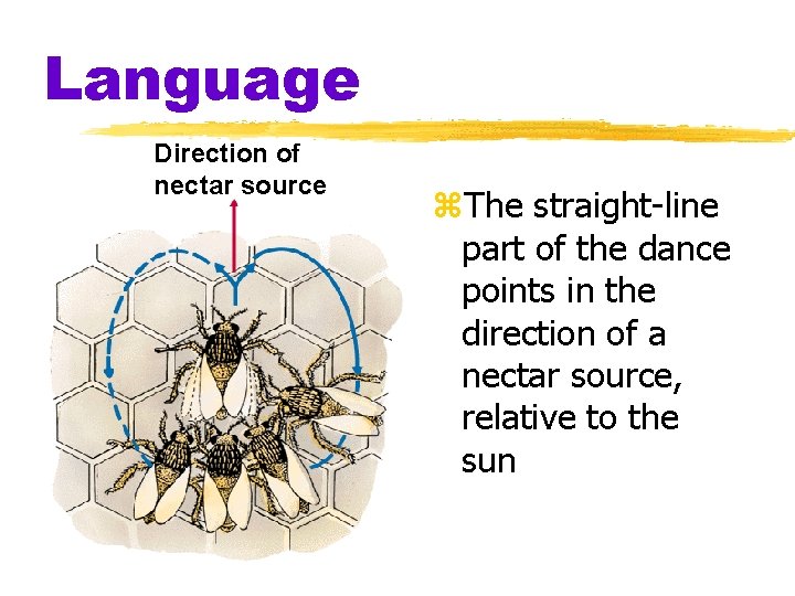 Language Direction of nectar source z. The straight-line part of the dance points in Language Direction of nectar source z. The straight-line part of the dance points in