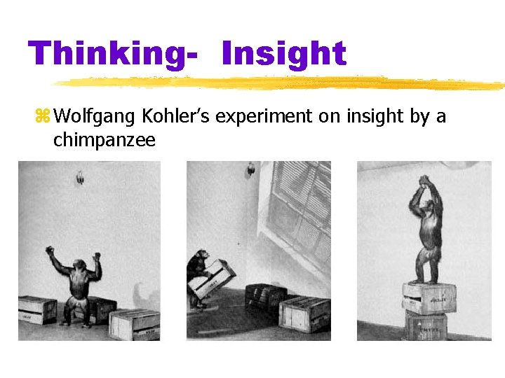 Thinking- Insight z Wolfgang Kohler’s experiment on insight by a chimpanzee Thinking- Insight z Wolfgang Kohler’s experiment on insight by a chimpanzee