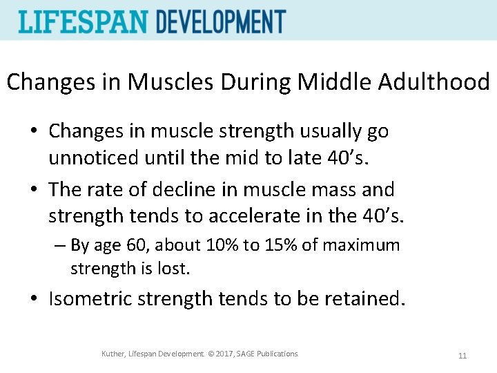 Changes in Muscles During Middle Adulthood • Changes in muscle strength usually go unnoticed