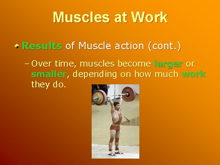 Muscles at Work Results of Muscle action (cont. ) – Over time, muscles become