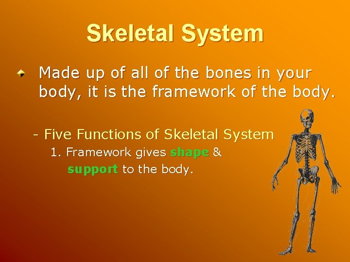 Skeletal System Made up of all of the bones in your body, it is