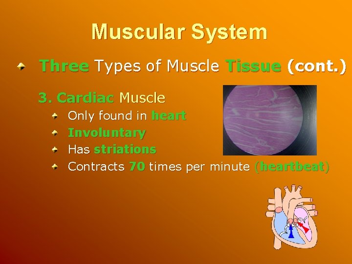 Muscular System Three Types of Muscle Tissue (cont. ) 3. Cardiac Muscle Only found