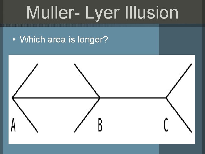 Muller- Lyer Illusion • Which area is longer? 