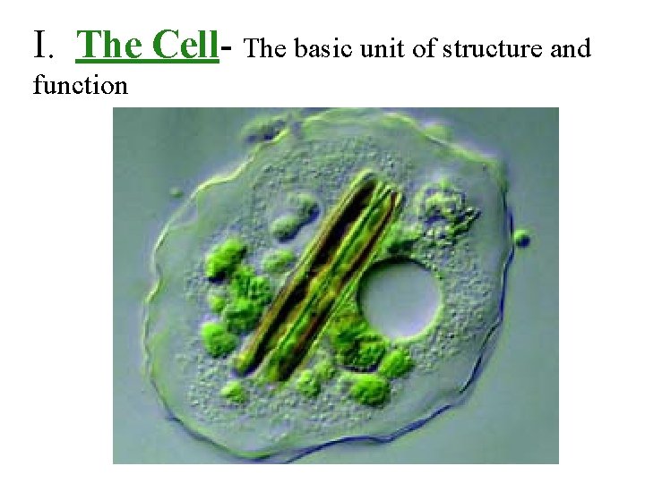I. The Cell- The basic unit of structure and function 