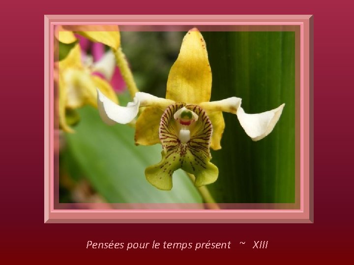 Pensées pour le temps présent ~ XIII 