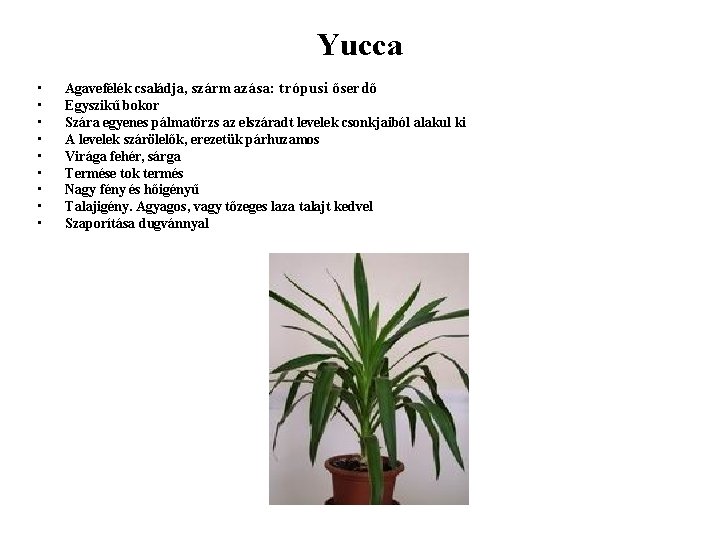 Yucca • • • Agavefélék családja, származása: trópusi őserdő Egyszikű bokor Szára egyenes pálmatörzs