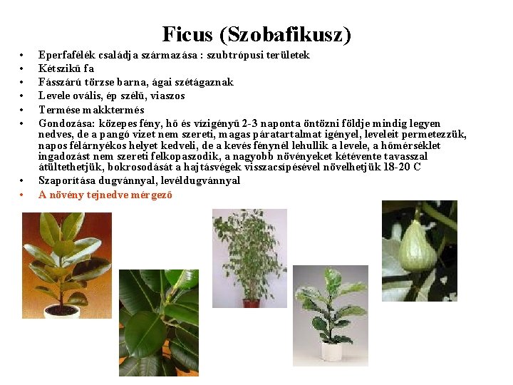 Ficus (Szobafikusz) • • Eperfafélék családja származása : szubtrópusi területek Kétszikű fa Fásszárú törzse