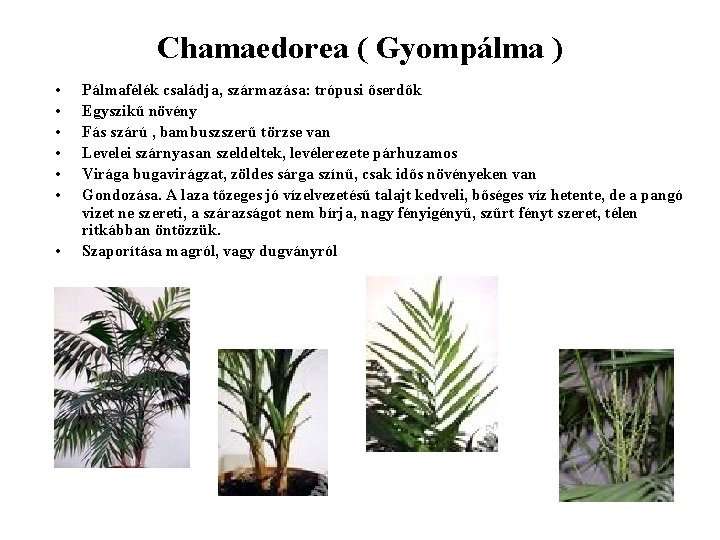 Chamaedorea ( Gyompálma ) • • Pálmafélék családja, származása: trópusi őserdők Egyszikű növény Fás