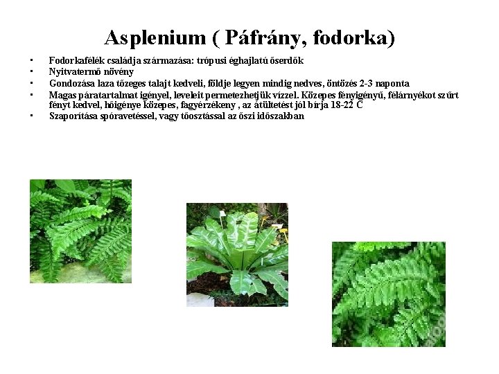 Asplenium ( Páfrány, fodorka) • • • Fodorkafélék családja származása: trópusi éghajlatú őserdők Nyitvatermő