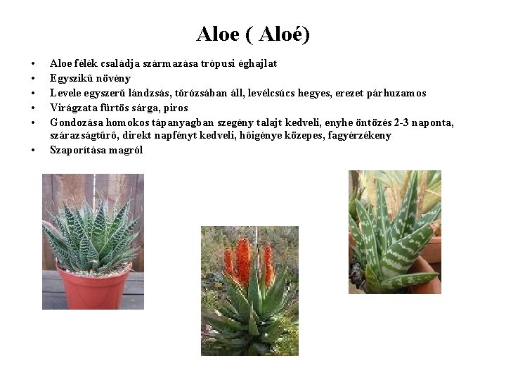 Aloe ( Aloé) • • • Aloe félék családja származása trópusi éghajlat Egyszikű növény