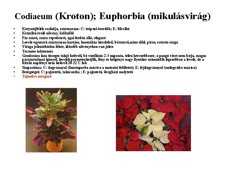 Codiaeum (Kroton); Euphorbia (mikulásvirág) • • • Kutyatejfélék családja, származása: C: trópusi őserdők; E: