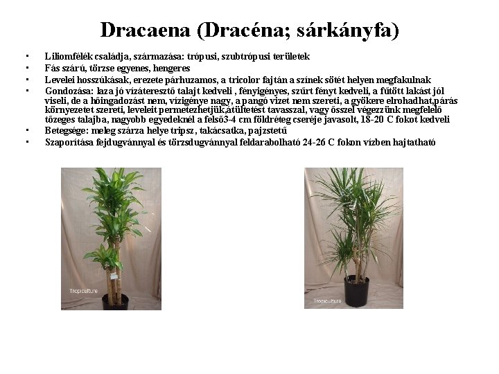 Dracaena (Dracéna; sárkányfa) • • • Liliomfélék családja, származása: trópusi, szubtrópusi területek Fás szárú,