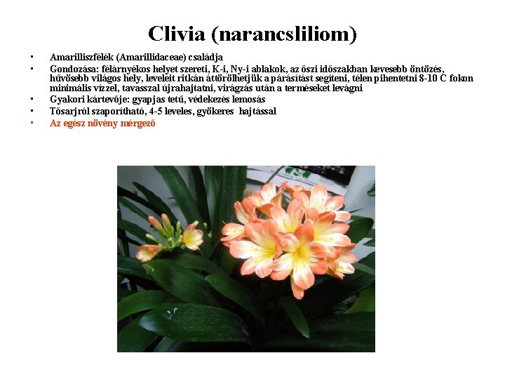 Clivia (narancsliliom) • • • Amarilliszfélék (Amarillidaceae) családja Gondozása: félárnyékos helyet szereti, K-i, Ny-i