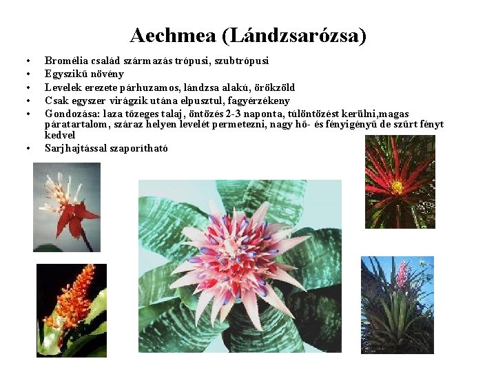 Aechmea (Lándzsarózsa) • • • Bromélia család származás trópusi, szubtrópusi Egyszikű növény Levelek erezete