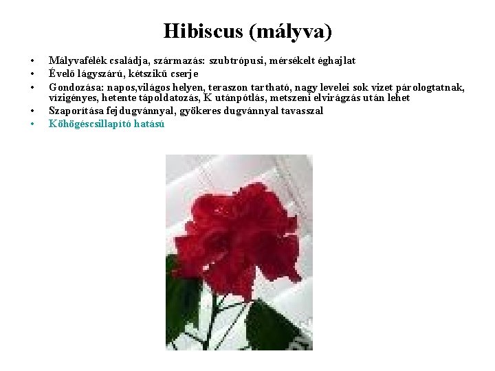 Hibiscus (mályva) • • • Mályvafélék családja, származás: szubtrópusi, mérsékelt éghajlat Évelő lágyszárú, kétszikű