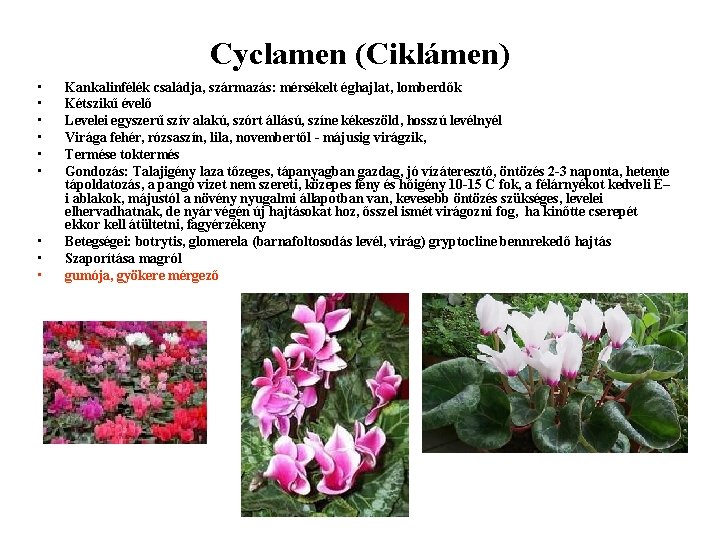 Cyclamen (Ciklámen) • • • Kankalinfélék családja, származás: mérsékelt éghajlat, lomberdők Kétszikű évelő Levelei