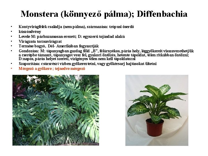 Monstera (könnyező pálma); Diffenbachia • • Kontyvirágfélék családja (nem pálma), származása: trópusi őserdő kúszónövény