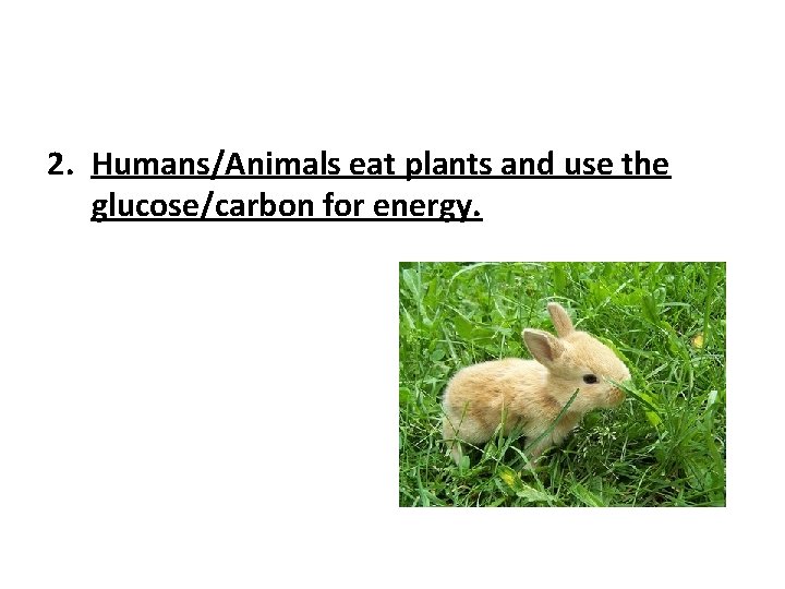 2. Humans/Animals eat plants and use the glucose/carbon for energy. 2. Humans/Animals eat plants and use the glucose/carbon for energy.