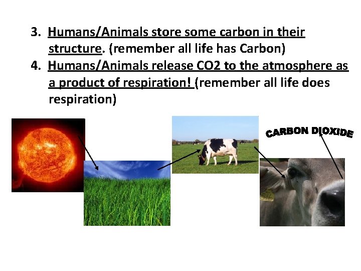 3. Humans/Animals store some carbon in their structure. (remember all life has Carbon) 4. 3. Humans/Animals store some carbon in their structure. (remember all life has Carbon) 4.