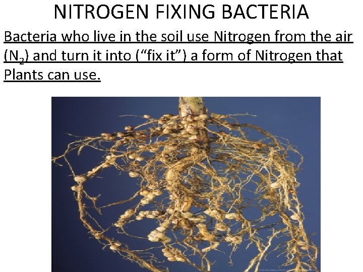 NITROGEN FIXING BACTERIA Bacteria who live in the soil use Nitrogen from the air NITROGEN FIXING BACTERIA Bacteria who live in the soil use Nitrogen from the air