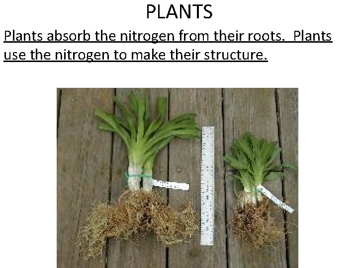 PLANTS Plants absorb the nitrogen from their roots. Plants use the nitrogen to make PLANTS Plants absorb the nitrogen from their roots. Plants use the nitrogen to make
