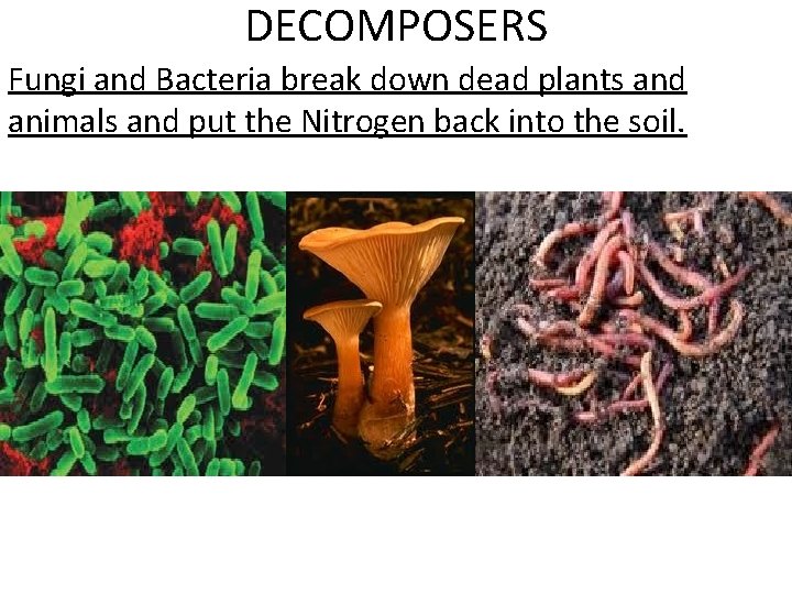 DECOMPOSERS Fungi and Bacteria break down dead plants and animals and put the Nitrogen DECOMPOSERS Fungi and Bacteria break down dead plants and animals and put the Nitrogen