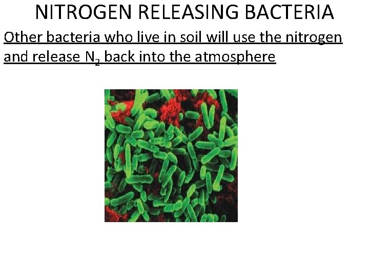 NITROGEN RELEASING BACTERIA Other bacteria who live in soil will use the nitrogen and NITROGEN RELEASING BACTERIA Other bacteria who live in soil will use the nitrogen and