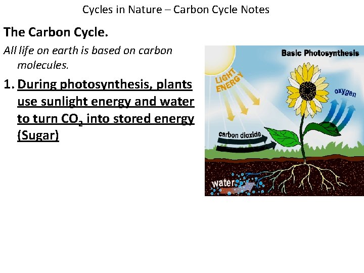 Cycles in Nature – Carbon Cycle Notes The Carbon Cycle. All life on earth Cycles in Nature – Carbon Cycle Notes The Carbon Cycle. All life on earth