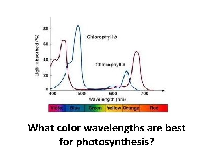 What color wavelengths are best for photosynthesis? 