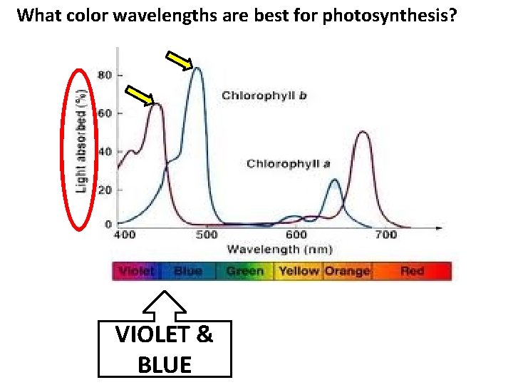 What color wavelengths are best for photosynthesis? VIOLET & BLUE 