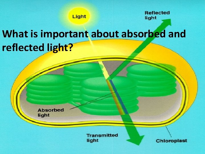 What is important about absorbed and reflected light? 